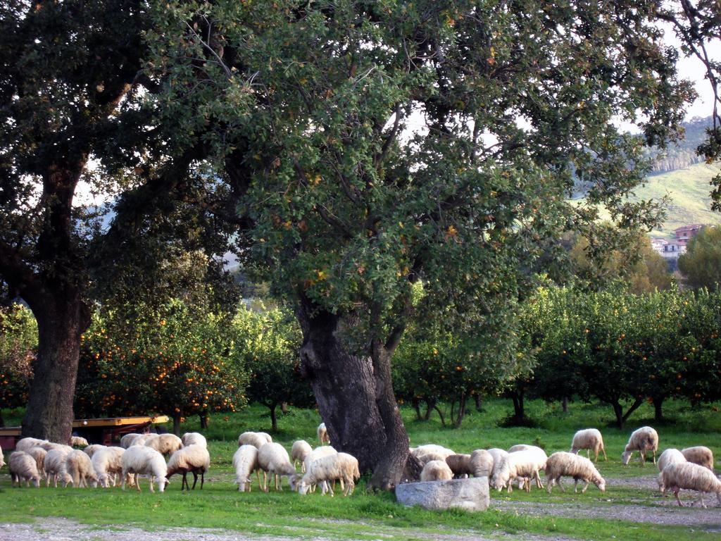 Barone Gr Macri Agriturismo Modi Gerace Exterior foto